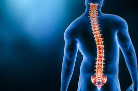 spinal cord image