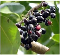 Different parts of the jamun tree for our health