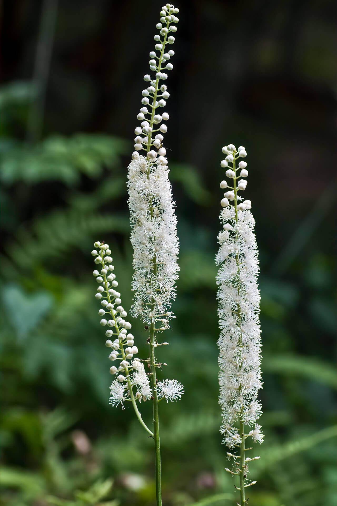 Black cohosh