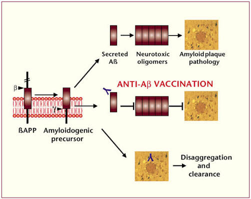 Amyloid vaccine 