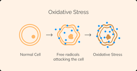 Free radicals affecting hair growth 