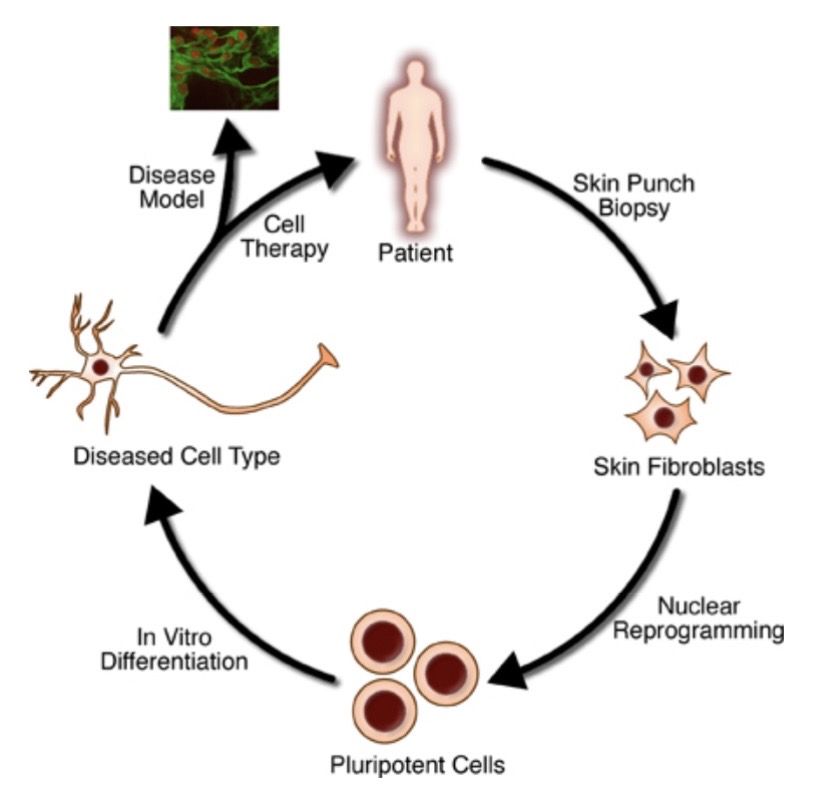 Stages in Regenerative Medicine 
