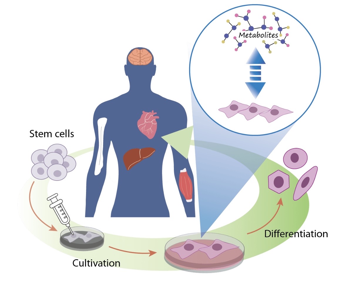 Stem Therapy Development Stages