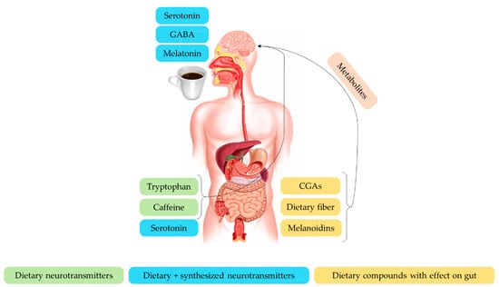 Impact of Caffeine on Bodily Functions