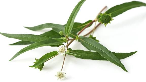 Bhringraj as traditional natural herb 
