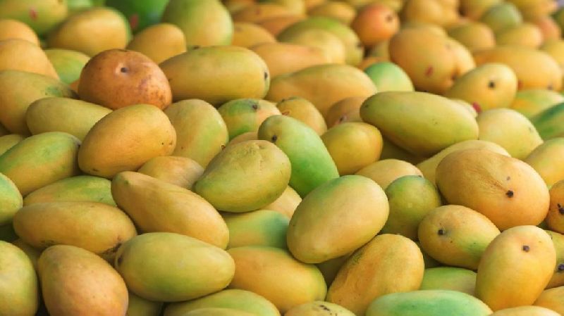 The Kesar Mango