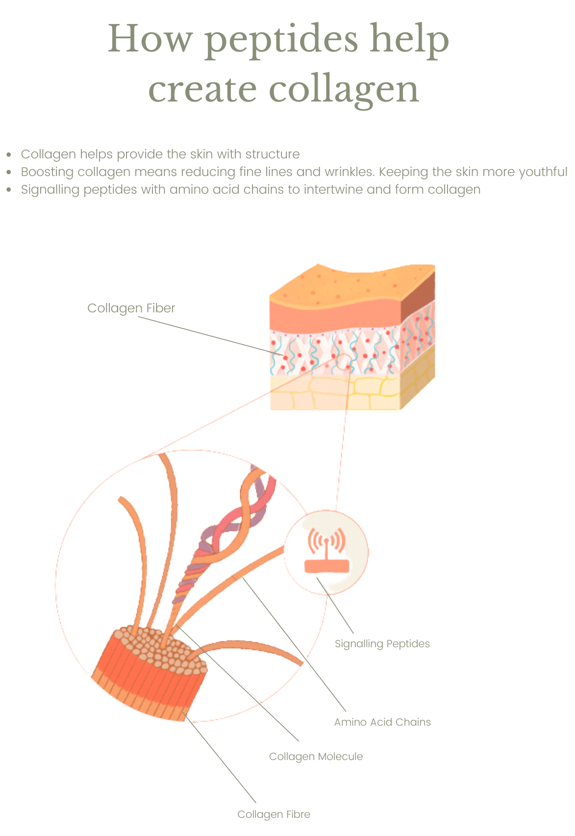Process of Collagen Production in Peptides