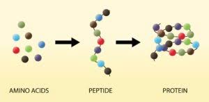 Stages of Peptide development