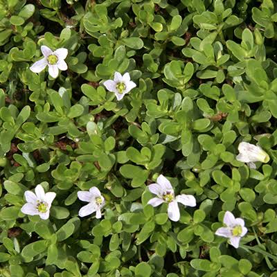 Brahmi herb