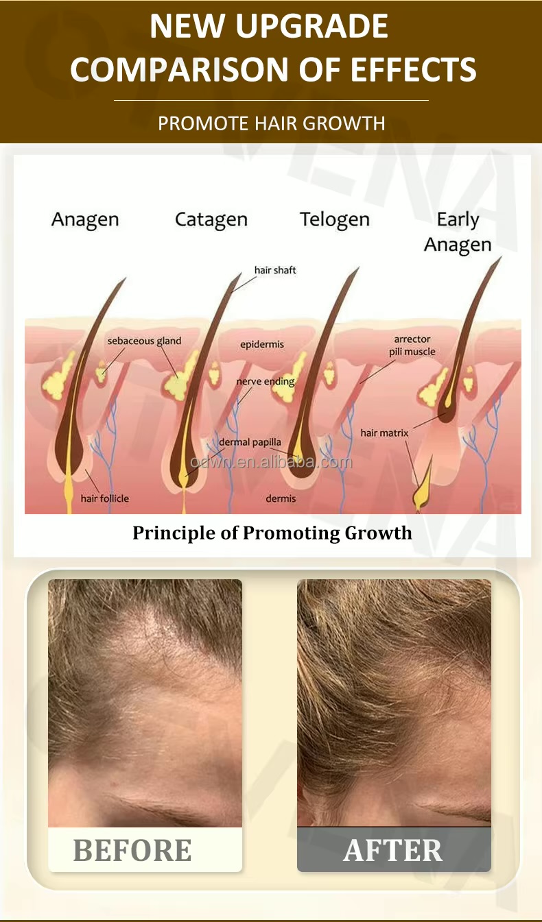 Process of Hair Growth
